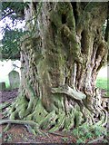 SU7025 : Yew Tree, St Peter's on the Green by Maigheach-gheal