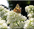 Butterfly, Lincombe Drive, Torquay