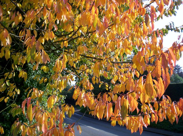 Autumn Tree Halton Halgate