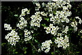 Hawthorn blossom