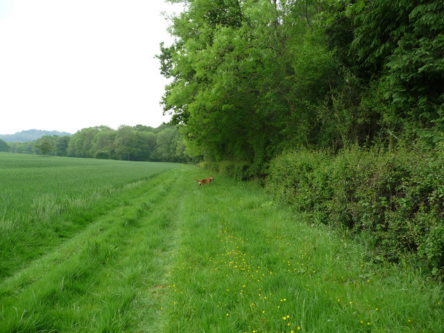 Footpath at the side of Lord's Wood
