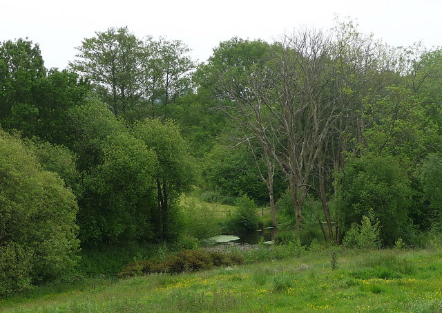 Pond in a meadow near Old Park Copse