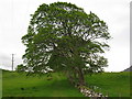 Maple and Footpath