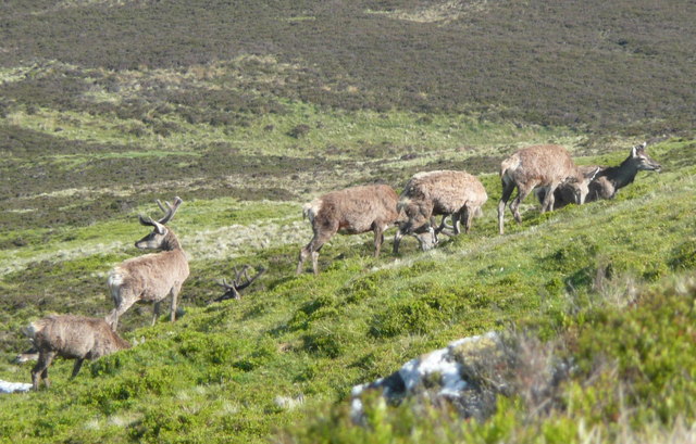 Red deer on Meall an Daimh