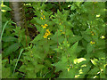 Yellow Loosestrife (Lysimachia vulgaris)