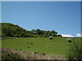 Pasture land near Pont-y-pant, Lledr Valley