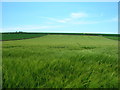 SE9569 : Farmland South of Helperthorpe by JThomas