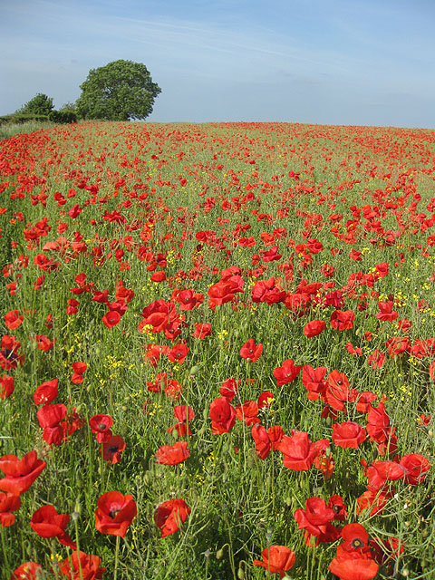 Poppy field near Ryton © Pauline E cc-by-sa/2.0 :: Geograph Britain and ...