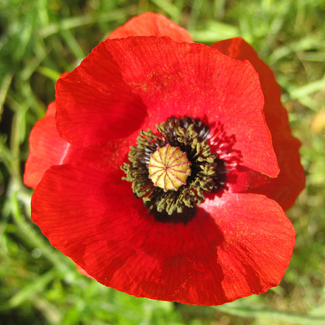 Papery poppy petals © Pauline E cc-by-sa/2.0 :: Geograph Britain and ...