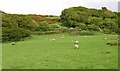 SD0897 : Sheep grazing by the Eskdale Railway by N Chadwick