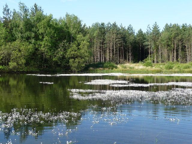 Long Pond in Bramshill Plantation
