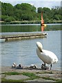 Swan, cygnets & sails