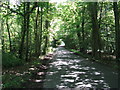 Dappled sunlight on the road to Wiggonholt Common