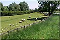 Sheep near Eye Kettleby Hall