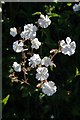 White Campion