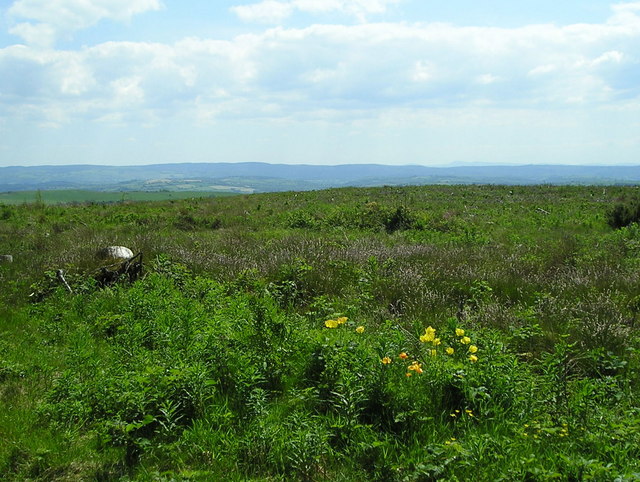 Welsh poppies © Marion Phillips :: Geograph Britain and Ireland