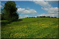 Grazing land above Puckham Wood