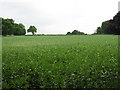 Field Near Thelwall Grange