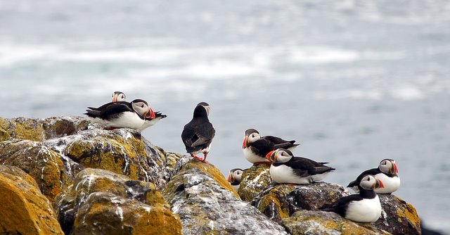 Puffins on The Isle of May