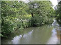 SU9121 : River Rother near Ambersham by Maigheach-gheal