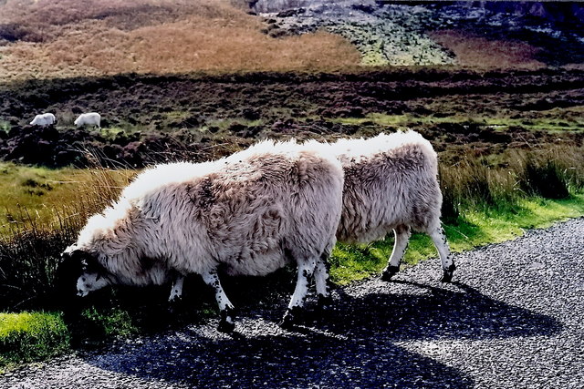 Gweedore area - Sheep grazing along R257
