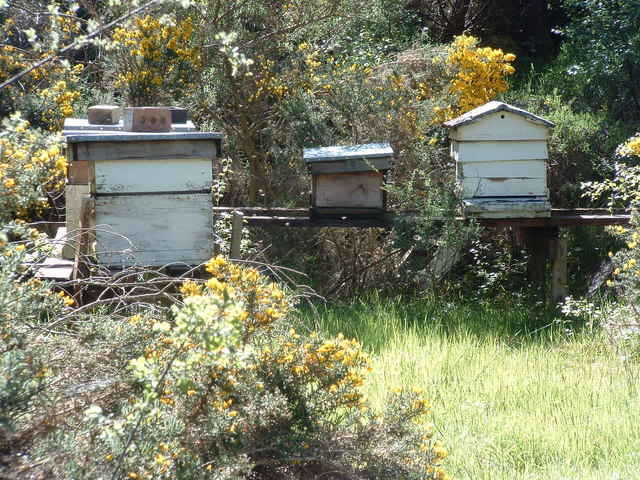 Same hives, sunnier outlook