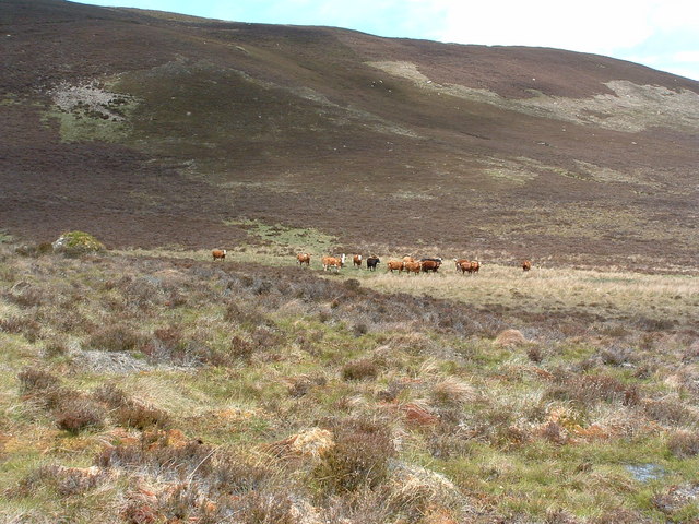 A small herd of cattle, or "some coos"