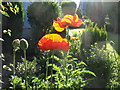 Papaver orientale in Station Road, Llanrug