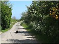 Wayfarers on the road from Capel Mwd