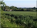 Field beside Bewley Common (2)