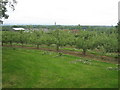 TQ7141 : Orchard in Northiam Farm by David Anstiss