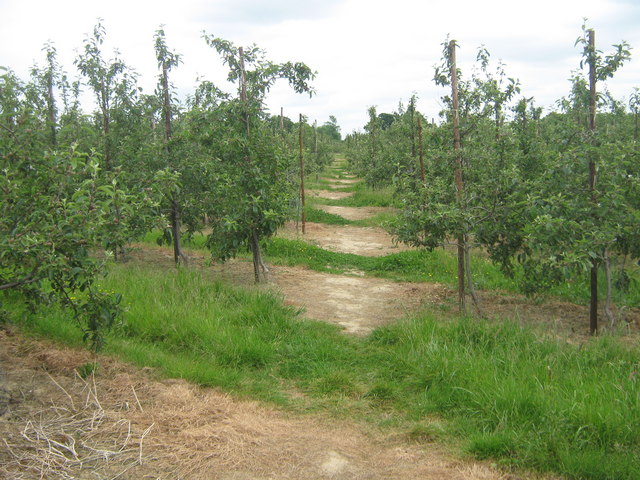 Footpath in Plum Orchard