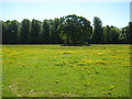 Buttercup Meadow, Sunderland Hall