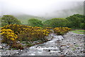 NY1807 : Gorse along Lingmell Gill by N Chadwick