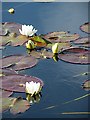 NF8756 : White Water-lily (Nymphaea alba) by Anne Burgess