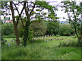 Graveyard at St. Andrews Church Colne Engaine