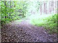 Footpath near Lickfold