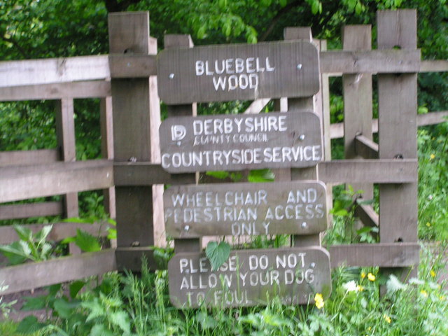 Bluebell  Wood