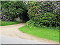 Rhododendrons beside entrance to Marlands Danehill