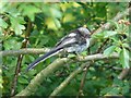 Recently fledged Long-tailed Tit.