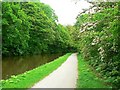 Hawthorn blossom by the Leeds & Liverpool Canal