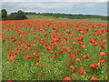 Poppy field near North Downs