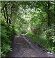 Footpath alongside Afon Cwm-wern