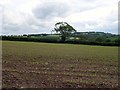 Corn planted near Maesymeillion