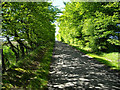 Beech Lined Road Near Hareshawhill