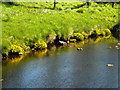 Marsh Marigolds on Banks of Calder Water