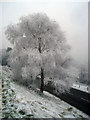 Hoar frost above Jubilee Drive