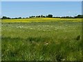 Fields at Toton