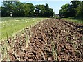 Ploughed Field at Toton