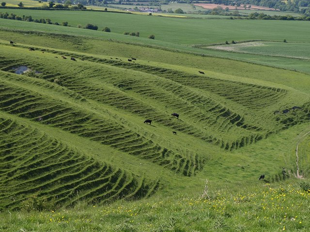 Terracettes below Morgan's Hill (2)